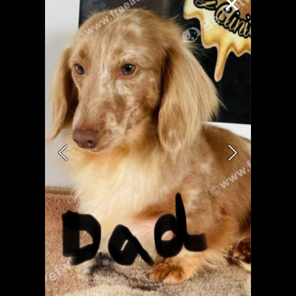 Dachshund (Miniature Long Haired)