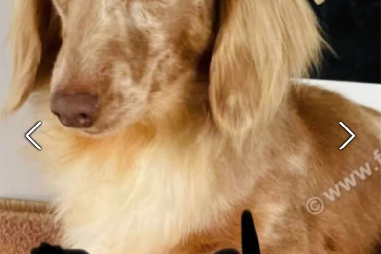 Dachshund (Miniature Long Haired)