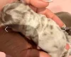 Dachshund (Miniature Long Haired)