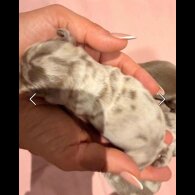 Dachshund (Miniature Long Haired)