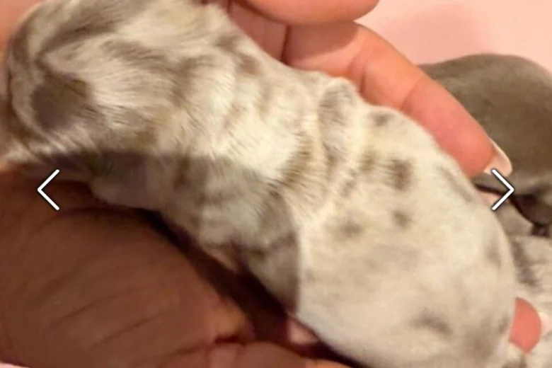 Dachshund (Miniature Long Haired)