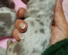 Dachshund (Miniature Long Haired)