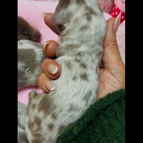 Dachshund (Miniature Long Haired)