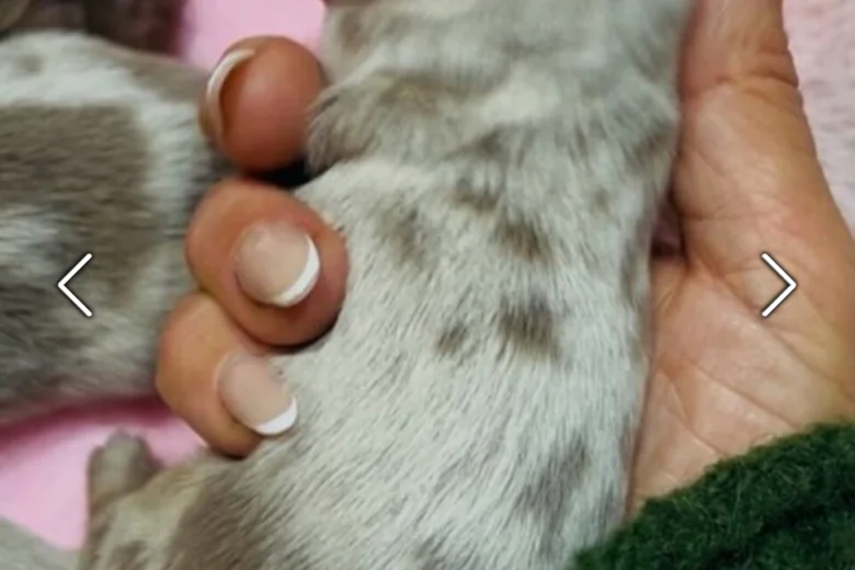 Dachshund (Miniature Long Haired)