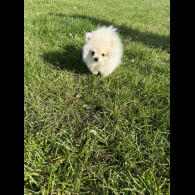 Pomeranian