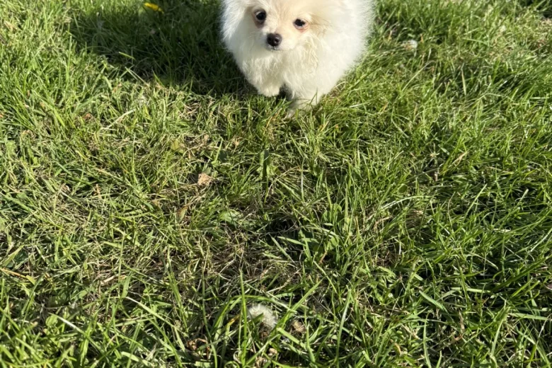 Pomeranian