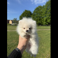 Pomeranian