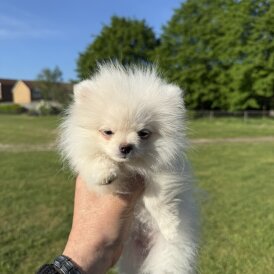 Pomeranian