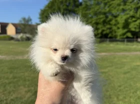 Pomeranian