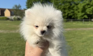 Pomeranian