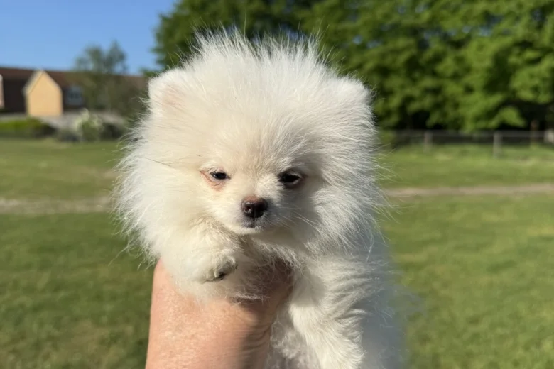 Pomeranian