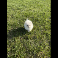 Pomeranian