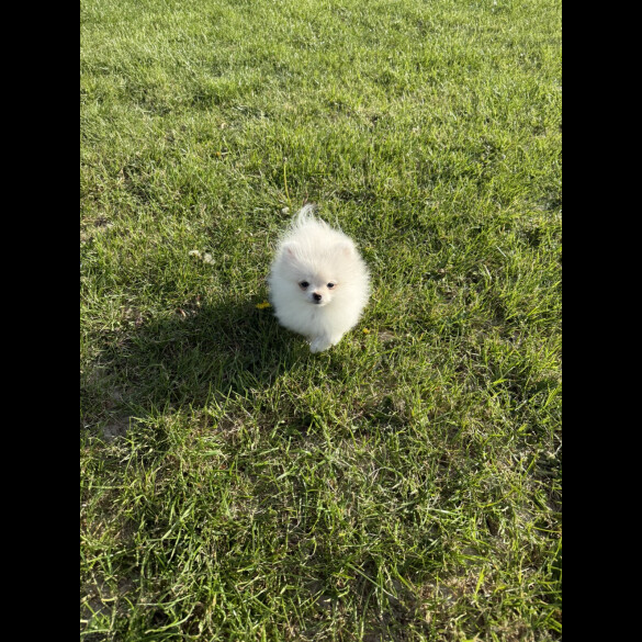 Pomeranian