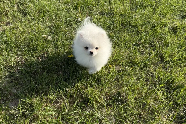 Pomeranian
