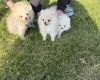 Pomeranian