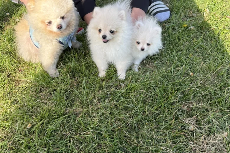 Pomeranian
