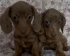 Dachshund (Miniature Smooth Haired)