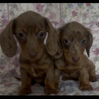 Dachshund (Miniature Smooth Haired)