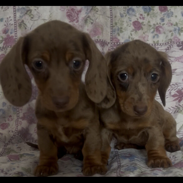 Dachshund (Miniature Smooth Haired)