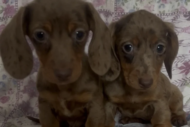 Dachshund (Miniature Smooth Haired)