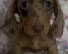 Dachshund (Miniature Smooth Haired)