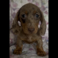 Dachshund (Miniature Smooth Haired)