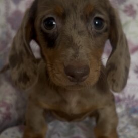 Dachshund (Miniature Smooth Haired)
