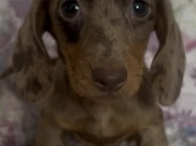 Dachshund (Miniature Smooth Haired)