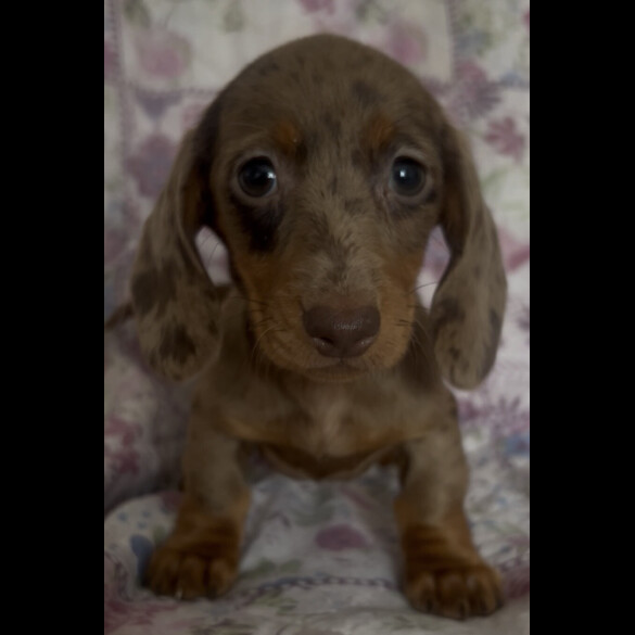 Dachshund (Miniature Smooth Haired)