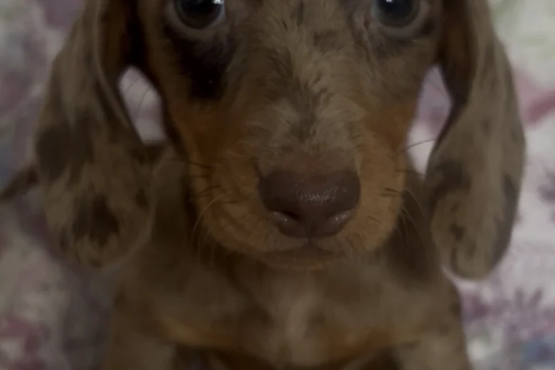 Dachshund (Miniature Smooth Haired)