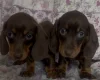 Dachshund (Miniature Smooth Haired)