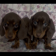 Dachshund (Miniature Smooth Haired)