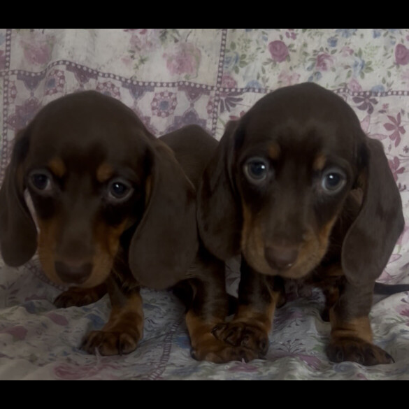 Dachshund (Miniature Smooth Haired)