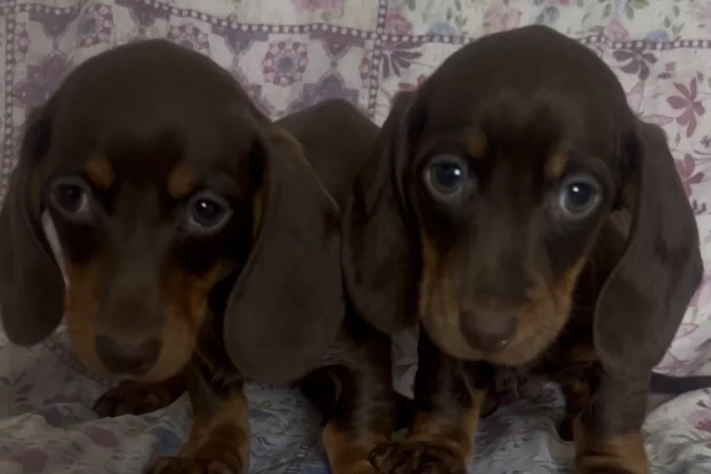 Dachshund (Miniature Smooth Haired)