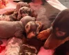 Dachshund (Miniature Long Haired)
