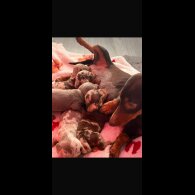 Dachshund (Miniature Long Haired)