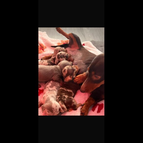 Dachshund (Miniature Long Haired)