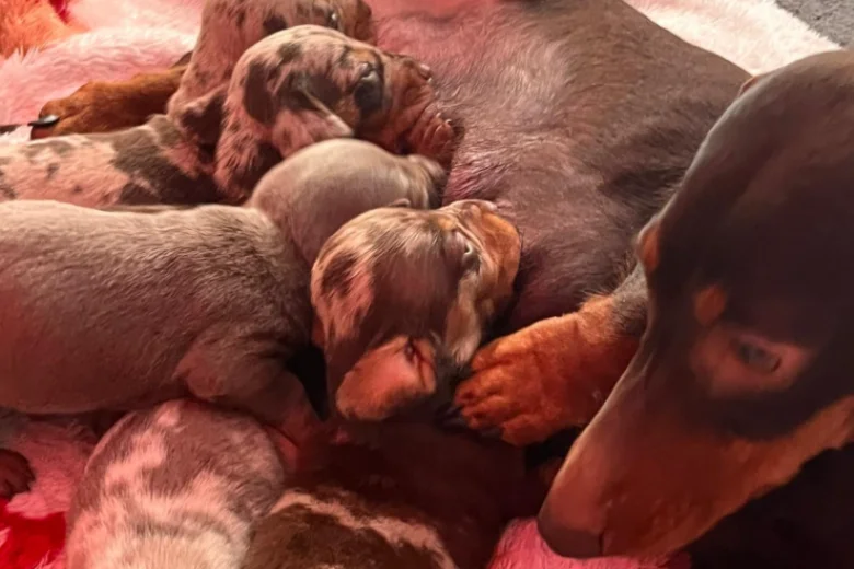 Dachshund (Miniature Long Haired)