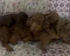 Dachshund (Miniature Smooth Haired)