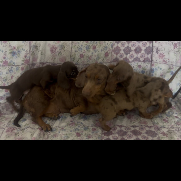 Dachshund (Miniature Smooth Haired)