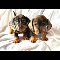 Dachshund (Smooth Haired)