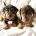 Dachshund (Smooth Haired)