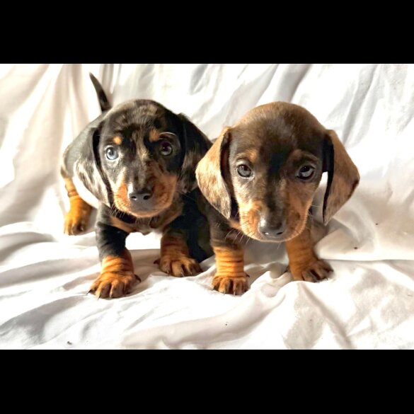 Dachshund (Smooth Haired)