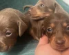 Dachshund (Miniature Long Haired)