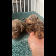 Dachshund (Miniature Long Haired)