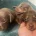Dachshund (Miniature Long Haired)