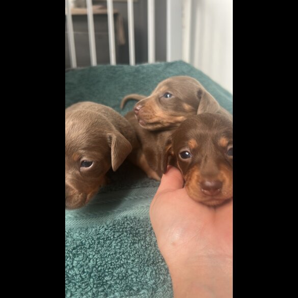 Dachshund (Miniature Long Haired)