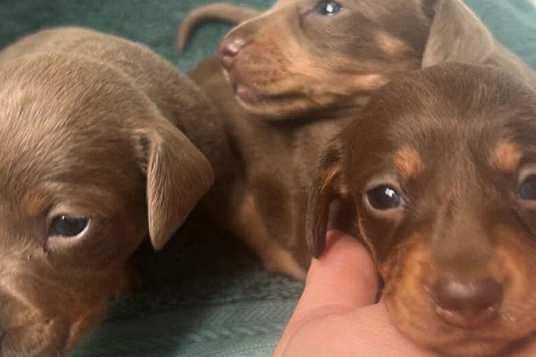 Dachshund (Miniature Long Haired)