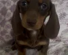 Dachshund (Miniature Smooth Haired)