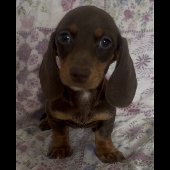 Dachshund (Miniature Smooth Haired)